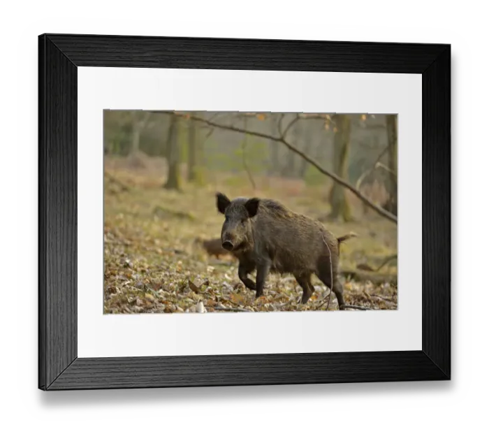 Framed Print : Wild boar (Sus scrofa) female moving through forest, defensive of piglets, Forest of Dean Framed Print : Wild boar (Sus scrofa) female moving through forest, defensive of piglets, Forest of Dean