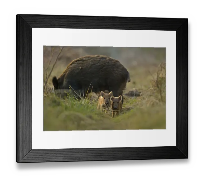 Framed Print : Wild boar (Sus scrofa) female and piglets in forest, Forest of Dean, Gloucestershire Framed Print : Wild boar (Sus scrofa) female and piglets in forest, Forest of Dean, Gloucestershire