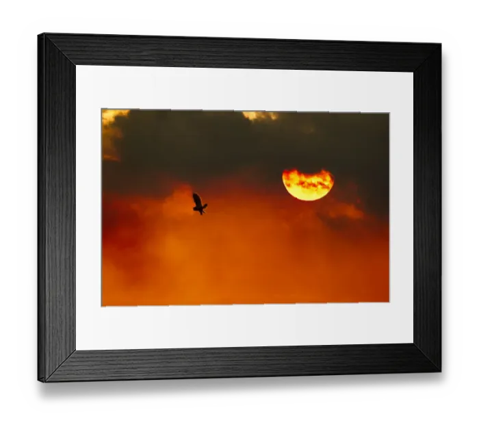 Framed Print : Silhouette of Short-eared owl (Asio flammeus) in flight at dusk, Lincolnshire, UK, March Framed Print : Silhouette of Short-eared owl (Asio flammeus) in flight at dusk, Lincolnshire, UK, March