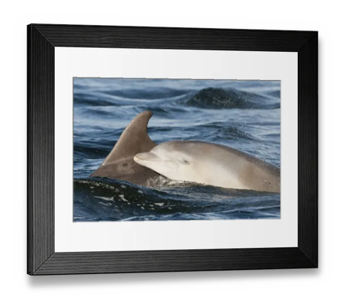 Framed Print : Bottlenose dolphin (Tursiops truncatus) mother and calf breaking surface, Moray Firth Framed Print : Bottlenose dolphin (Tursiops truncatus) mother and calf breaking surface, Moray Firth
