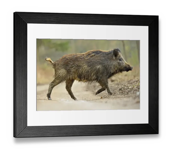 Framed Print : Wild boar (Sus scrofa) female crossing forest track, Forest of Dean, Gloucestershire, UK, March Framed Print : Wild boar (Sus scrofa) female crossing forest track, Forest of Dean, Gloucestershire, UK, March