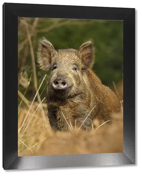 Wild boar (Sus scrofa) female, Forest of Dean, Gloucestershire, UK, March