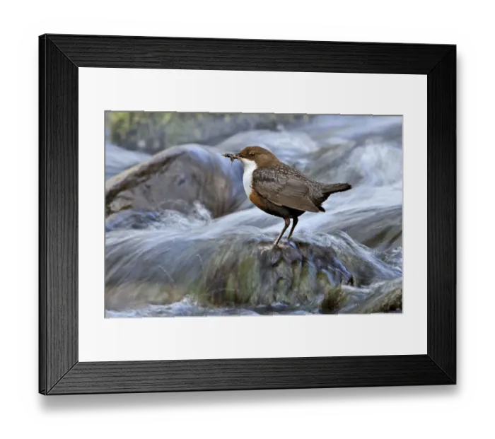 Framed Print : Dipper (Cinclus cinclus) perched on rock in fast flowing river with food for young Framed Print : Dipper (Cinclus cinclus) perched on rock in fast flowing river with food for young