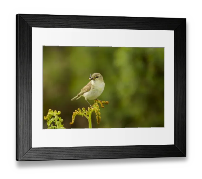Framed Print : Willow warbler (Phylloscopus trochilus) perched on fern with prey in beak, Murlough Nature Reserve Framed Print : Willow warbler (Phylloscopus trochilus) perched on fern with prey in beak, Murlough Nature Reserve