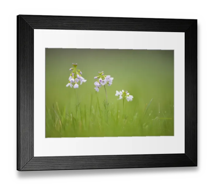Framed Print : Cuckoo flower / Ladys Smock (Cardamine pratensis), Catcott Lows SWT reserve Framed Print : Cuckoo flower / Ladys Smock (Cardamine pratensis), Catcott Lows SWT reserve
