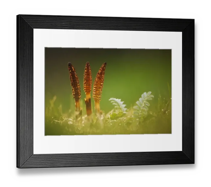 Framed Print : Giant horsetail (Equisetum telmateia), Catcott Lows SWT reserve, Somerset Levels Framed Print : Giant horsetail (Equisetum telmateia), Catcott Lows SWT reserve, Somerset Levels