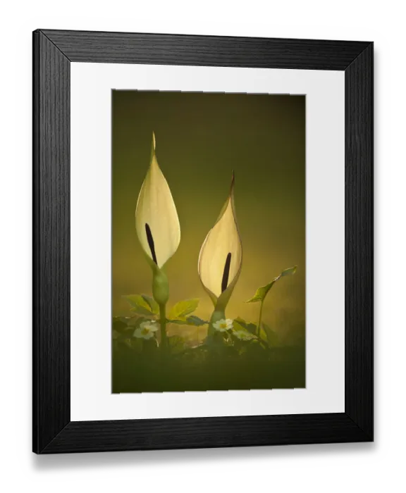 Framed Print : Wild arum / Cuckoo Pint (Arum maculatum) backlit in late eveing sunlight, Collard Hill Framed Print : Wild arum / Cuckoo Pint (Arum maculatum) backlit in late eveing sunlight, Collard Hill