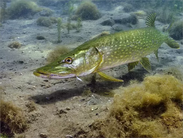 Pike (Esox lucius) in disused quarry, Stoney Stanton, Stoney Cove, Leicestershire