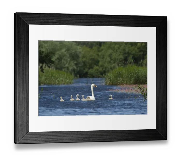 Framed Print : Mute swan (Cygnus olor) and cygnets on water, Westhay Moor SWT reserve, Somerset Levels Framed Print : Mute swan (Cygnus olor) and cygnets on water, Westhay Moor SWT reserve, Somerset Levels