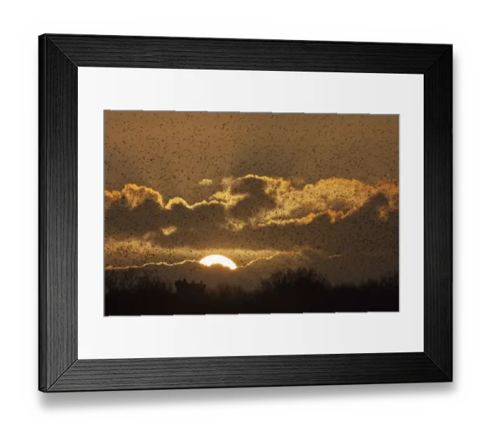 Framed Print : Starlings (Sturnus vulgaris) coming in to roost at Shapwick, Somerset Levels, Somerset, England, UK Framed Print : Starlings (Sturnus vulgaris) coming in to roost at Shapwick, Somerset Levels, Somerset, England, UK