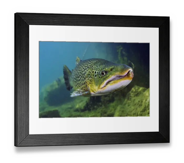 Framed Print : Brown Trout (Salmo trutta) in disused quarry, Jackdaw Quarry, Capernwray, Carnforth Framed Print : Brown Trout (Salmo trutta) in disused quarry, Jackdaw Quarry, Capernwray, Carnforth