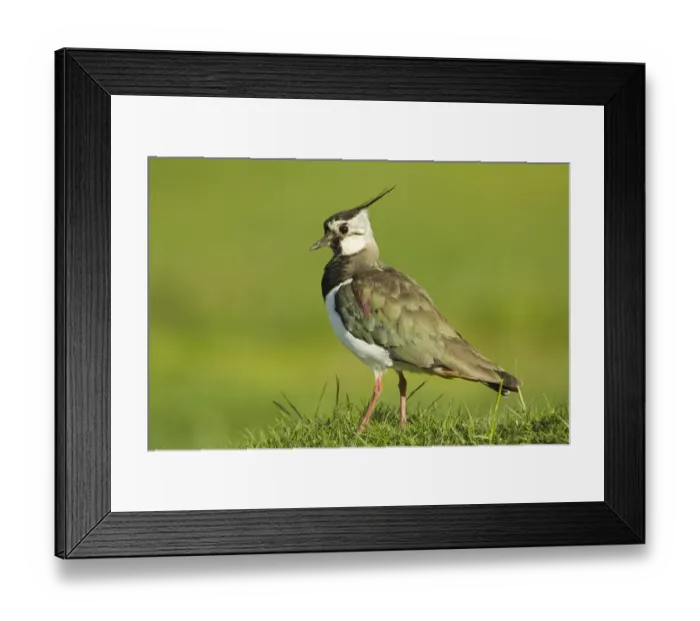 Framed Print : Lapwing (Vanellus vanellus) adult in breeding plumage, Scotland, UK, June Framed Print : Lapwing (Vanellus vanellus) adult in breeding plumage, Scotland, UK, June