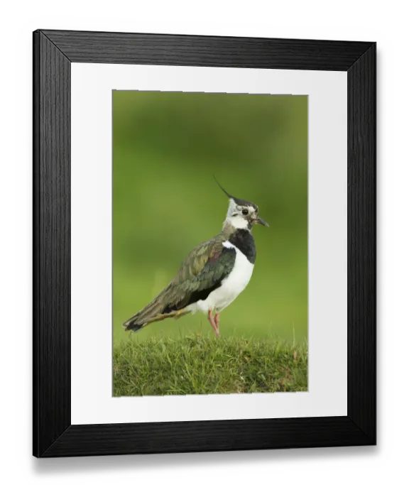 Framed Print : Lapwing (Vanellus vanellus) adult in breeding plumage, Scotland, UK, June Framed Print : Lapwing (Vanellus vanellus) adult in breeding plumage, Scotland, UK, June