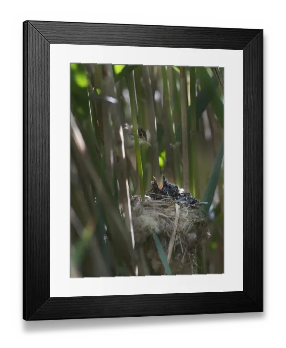Framed Print : Reed Warbler (Acrocephalus scirpaceus) at nest feeding 12 day Cuckoo chick (Cuculus canorus) Framed Print : Reed Warbler (Acrocephalus scirpaceus) at nest feeding 12 day Cuckoo chick (Cuculus canorus)
