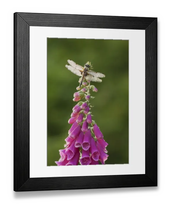 Framed Print : Four-spotted chaser dragonfly (Libellula quadrimaculata) on Foxglove flowers, Westhay SWT reserve Framed Print : Four-spotted chaser dragonfly (Libellula quadrimaculata) on Foxglove flowers, Westhay SWT reserve