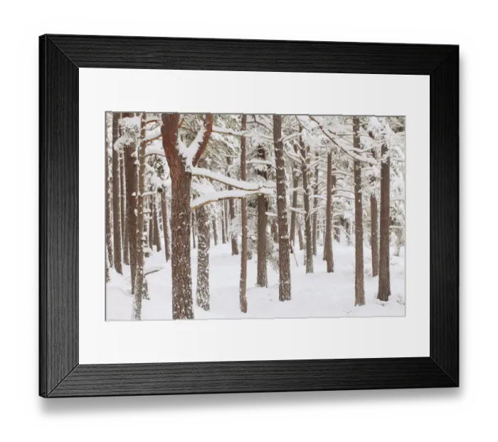 Framed Print : Scots Pine forest in winter, Abernethy Forest, Cairngorms National Park, Scotland Framed Print : Scots Pine forest in winter, Abernethy Forest, Cairngorms National Park, Scotland