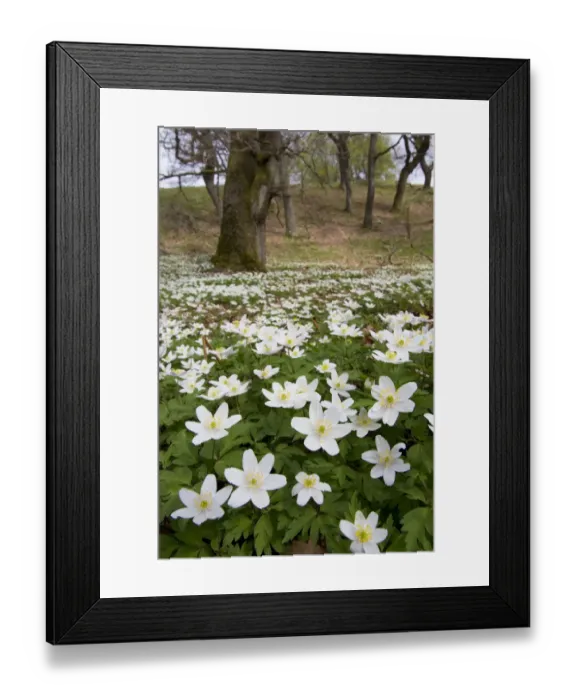 Framed Print : Wood anemones (Anemone nemorosa) growing in profusion on woodland floor, Scotland
