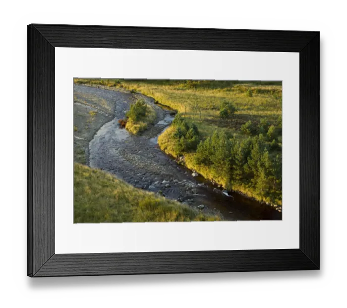 Framed Print : Scattered Scots pine trees (Pinus sylvestris) beside the Dorback Burn, Dorback Estate Framed Print : Scattered Scots pine trees (Pinus sylvestris) beside the Dorback Burn, Dorback Estate