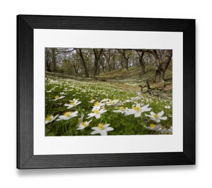 Framed Print : Wood anemones (Anemone nemorosa) growing in profusion on woodland floor, Scotland Framed Print : Wood anemones (Anemone nemorosa) growing in profusion on woodland floor, Scotland