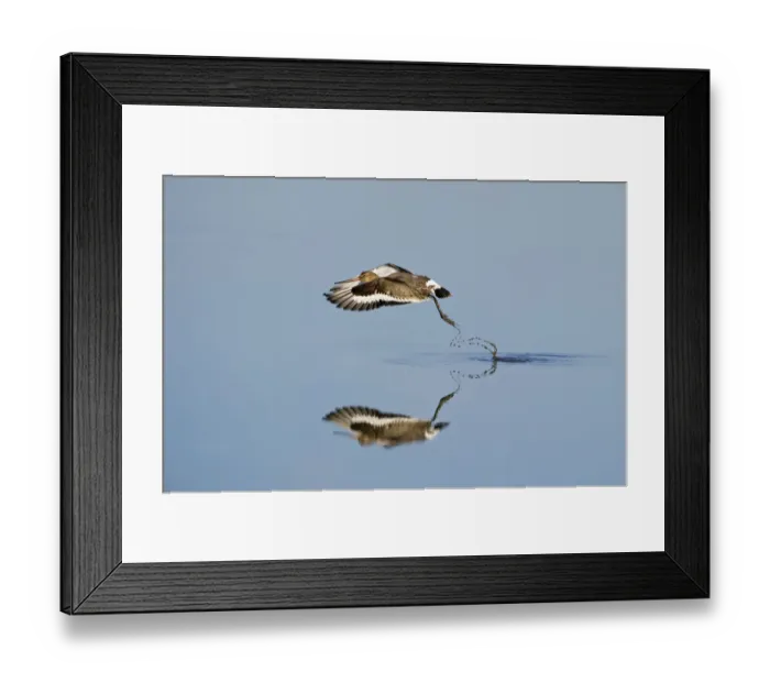 Framed Print : Black-tailed godwit (Limosa limosa) taking off from tidal pool, Snettisham RSPB reserve Framed Print : Black-tailed godwit (Limosa limosa) taking off from tidal pool, Snettisham RSPB reserve
