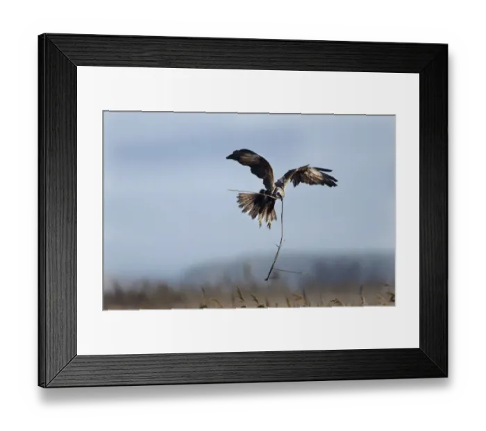 Framed Print : Marsh Harrier (Circus cyaneus) female in flight carrying nest material, Fens, East Anglia Framed Print : Marsh Harrier (Circus cyaneus) female in flight carrying nest material, Fens, East Anglia
