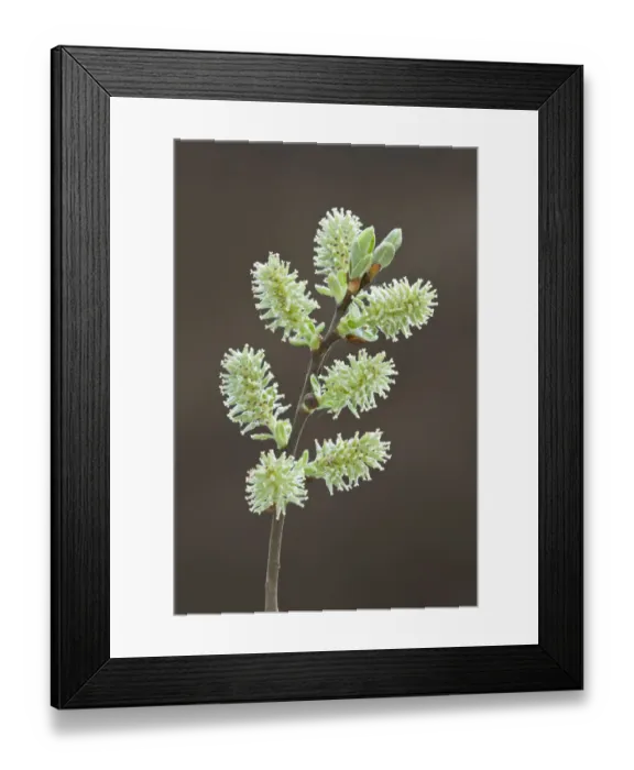Framed Print : Pussy willow catkins (Salix caprea), Somerset Levels, Somerset, England, UK, April