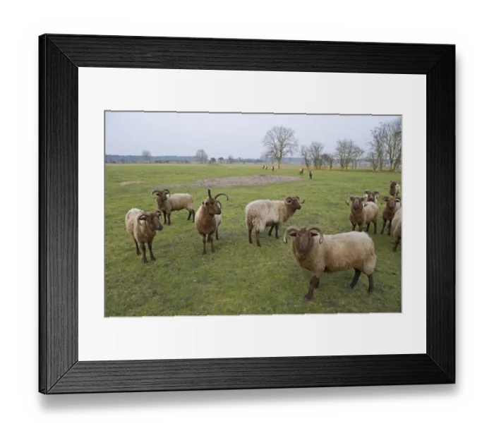 Framed Print : Manx Loaghtan Sheep (Ovis aries) used for grazing on unimproved grassland on Minsmere RSPB Reserve Framed Print : Manx Loaghtan Sheep (Ovis aries) used for grazing on unimproved grassland on Minsmere RSPB Reserve
