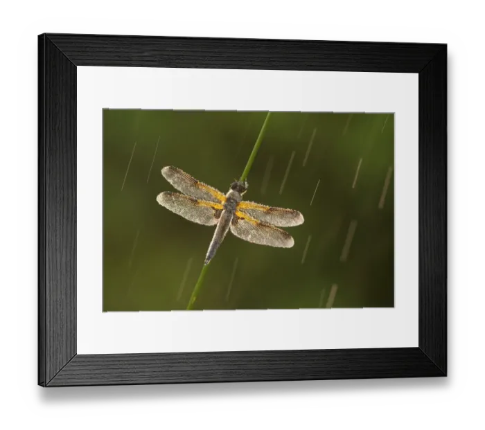 Framed Print : Four-spotted chaser dragonfly (Libellula quadrimaculata) in rain, Westhay SWT reserve Framed Print : Four-spotted chaser dragonfly (Libellula quadrimaculata) in rain, Westhay SWT reserve