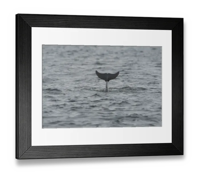 Framed Print : Bottlenose dolphin (Tursiops truncatus) diving, Moray Firth, Inverness-shire, Scotland Framed Print : Bottlenose dolphin (Tursiops truncatus) diving, Moray Firth, Inverness-shire, Scotland