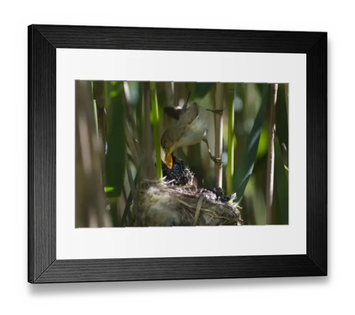 Framed Print : Cuckoo (Cuculus canorus) 12 day chick in Reed Warbler nest (Acrocephalus scirpaceus) Framed Print : Cuckoo (Cuculus canorus) 12 day chick in Reed Warbler nest (Acrocephalus scirpaceus)