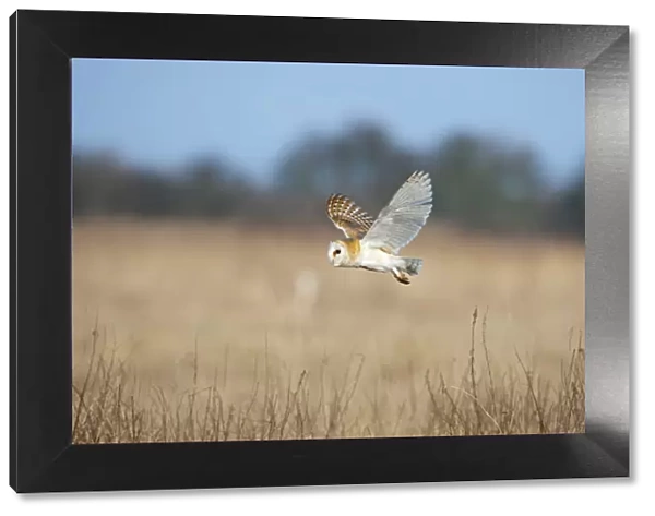 Barn Owl (Tyto alba) in flight over marshes, hunting, Norfolk, UK, February