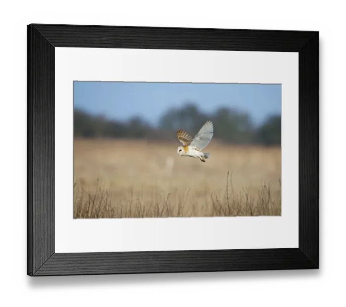 Framed Print : Barn Owl (Tyto alba) in flight over marshes, hunting, Norfolk, UK, February Framed Print : Barn Owl (Tyto alba) in flight over marshes, hunting, Norfolk, UK, February
