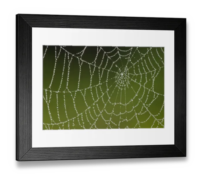 Framed Print : Spiders web covered in dew, Westhay SWT reserve, Somerset Levels, England, UK, June