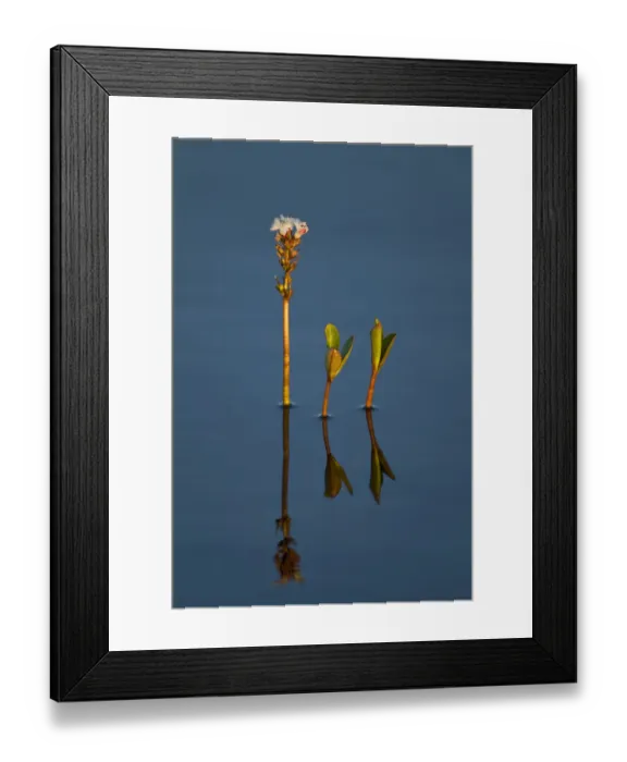Framed Print : Bogbean / Buckbean (Menyanthes trifoliata) in flower in bog pool, Flow Country, Sutherland Framed Print : Bogbean / Buckbean (Menyanthes trifoliata) in flower in bog pool, Flow Country, Sutherland