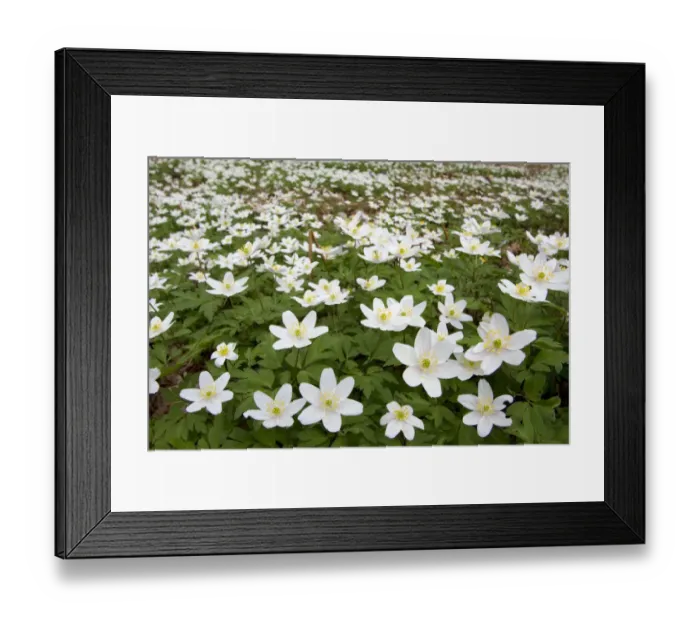 Framed Print : Wood anemones (Anemone nemorosa) growing in profusion on woodland floor, Scotland