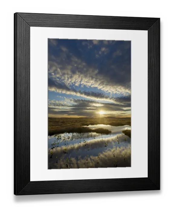 Framed Print : Pool system on peat bog at dawn, Forsinard Flows RSPB reserve, Flow Country, Sutherland Framed Print : Pool system on peat bog at dawn, Forsinard Flows RSPB reserve, Flow Country, Sutherland
