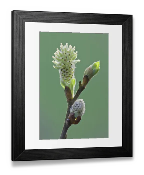 Framed Print : Pussy willow catkin (Salix caprea) bursting out from bud, Somerset Levels, Somerset Framed Print : Pussy willow catkin (Salix caprea) bursting out from bud, Somerset Levels, Somerset