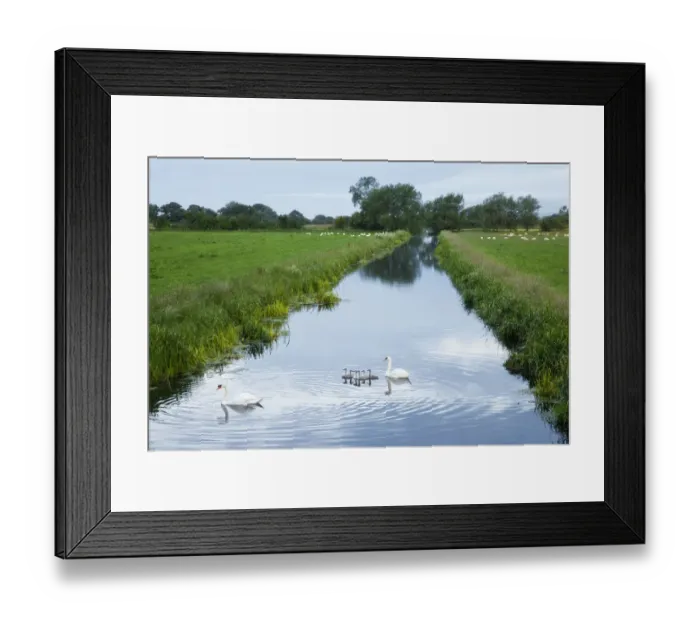Framed Print : Mute swans (Cygnus olor) and cygnets on rhyne, Kings Sedgemoor, Somerset Levels Framed Print : Mute swans (Cygnus olor) and cygnets on rhyne, Kings Sedgemoor, Somerset Levels