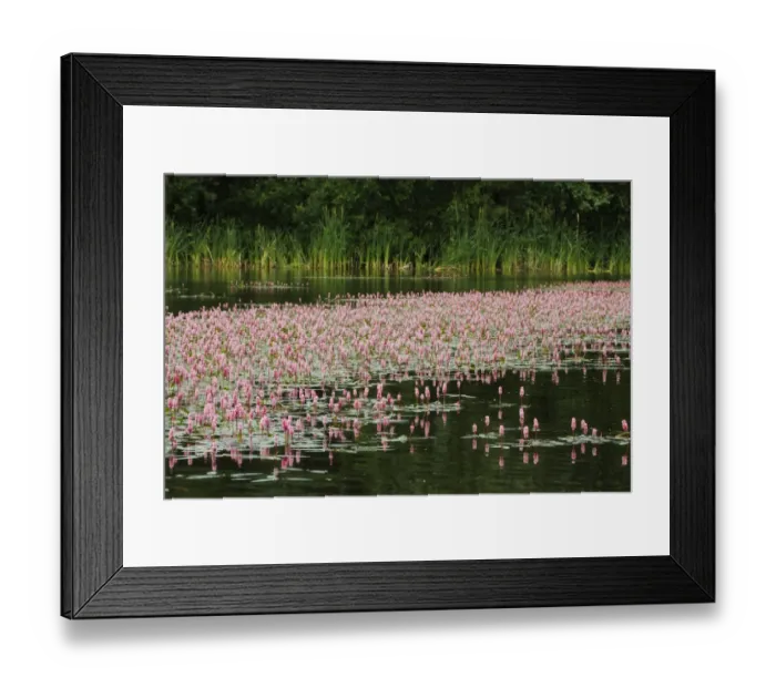 Framed Print : Amphibious bistort (Polygonum amphibium) in flower on lake, Westhay SWT reserve, Somerset Levels Framed Print : Amphibious bistort (Polygonum amphibium) in flower on lake, Westhay SWT reserve, Somerset Levels