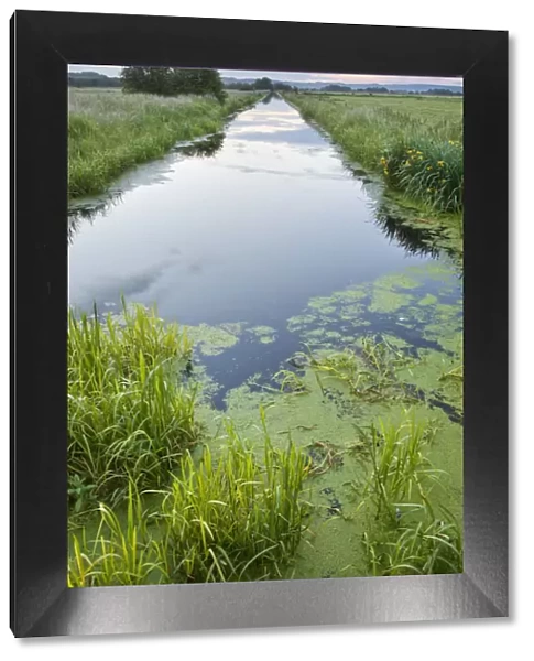 Rhyne (drainage ditch) on Butleigh Moor, Somerset Levels, Somerset, England, UK