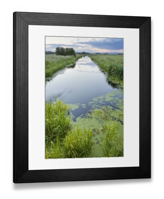 Framed Print : Rhyne (drainage ditch) on Butleigh Moor, Somerset Levels, Somerset, England, UK Framed Print : Rhyne (drainage ditch) on Butleigh Moor, Somerset Levels, Somerset, England, UK