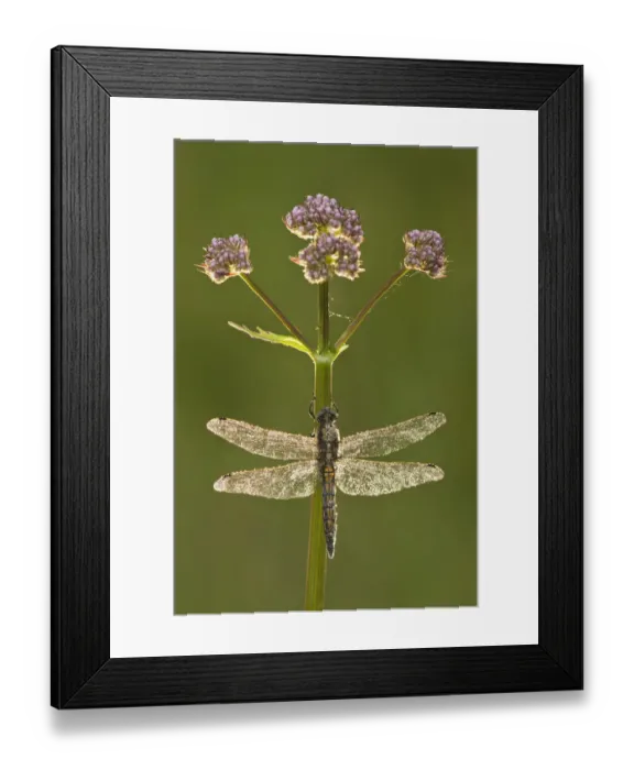 Framed Print : Black-tailed skimmer dragonfly (Orthetrum cancellatum), Westhay SWT reserve, Somerset Levels Framed Print : Black-tailed skimmer dragonfly (Orthetrum cancellatum), Westhay SWT reserve, Somerset Levels