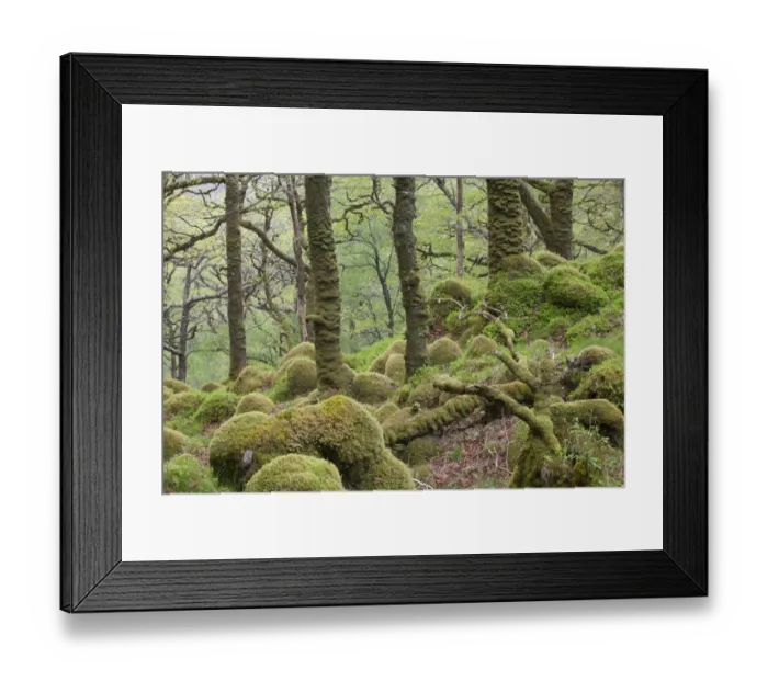 Framed Print : Oak woodland in spring with moss covered glacial rocks, Sunart Oakwoods, Ardnamurchan Framed Print : Oak woodland in spring with moss covered glacial rocks, Sunart Oakwoods, Ardnamurchan