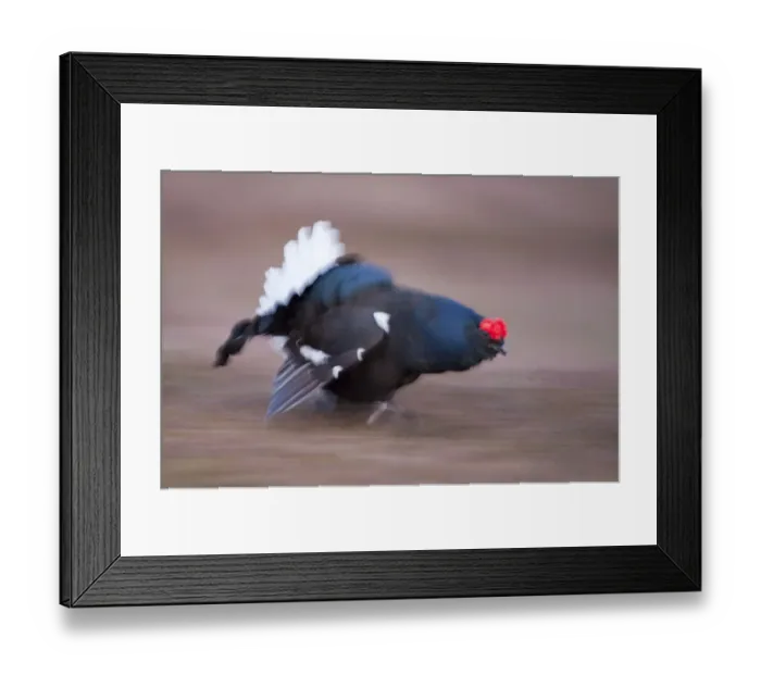Framed Print : Black grouse (Tetrao tetrix) male displaying at lek, Cairngorms NP, Grampian, Scotland Framed Print : Black grouse (Tetrao tetrix) male displaying at lek, Cairngorms NP, Grampian, Scotland