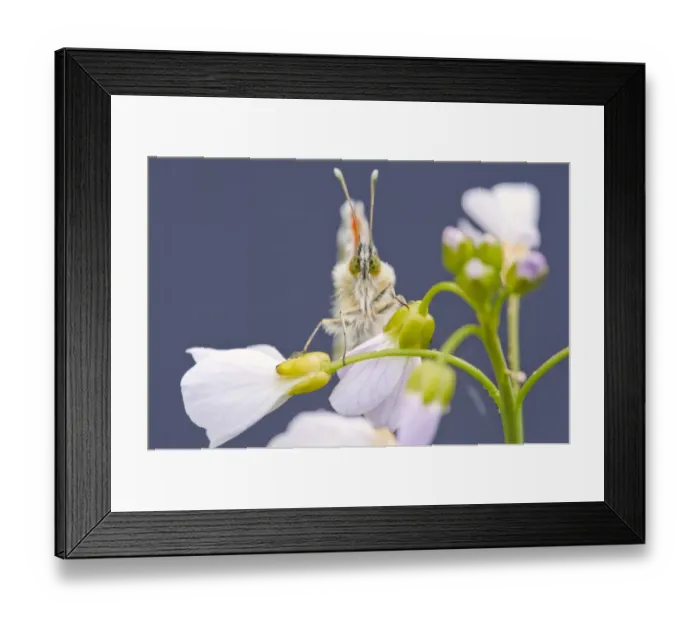 Framed Print : Orange Tip butterfly {Anthocharis cardamines} male resting on Cuckooflower {Cardamine pratensis} Framed Print : Orange Tip butterfly {Anthocharis cardamines} male resting on Cuckooflower {Cardamine pratensis}
