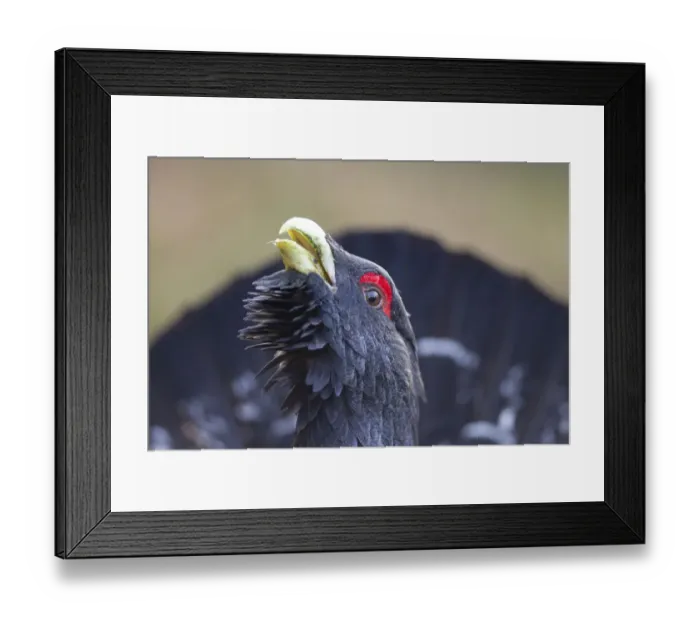 Framed Print : RF- Capercaillie (Tetrao urogallus) male displaying, Inshriach, Cairngorms National Park Framed Print : RF- Capercaillie (Tetrao urogallus) male displaying, Inshriach, Cairngorms National Park