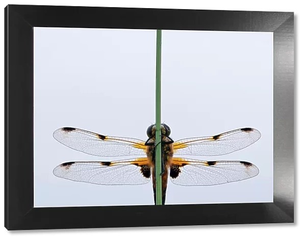 Four-spotted chaser {Libellula quadrimaculata} dragonfly, portrait, Shapwick Nature Reserve, Somerset Levels, UK, June
