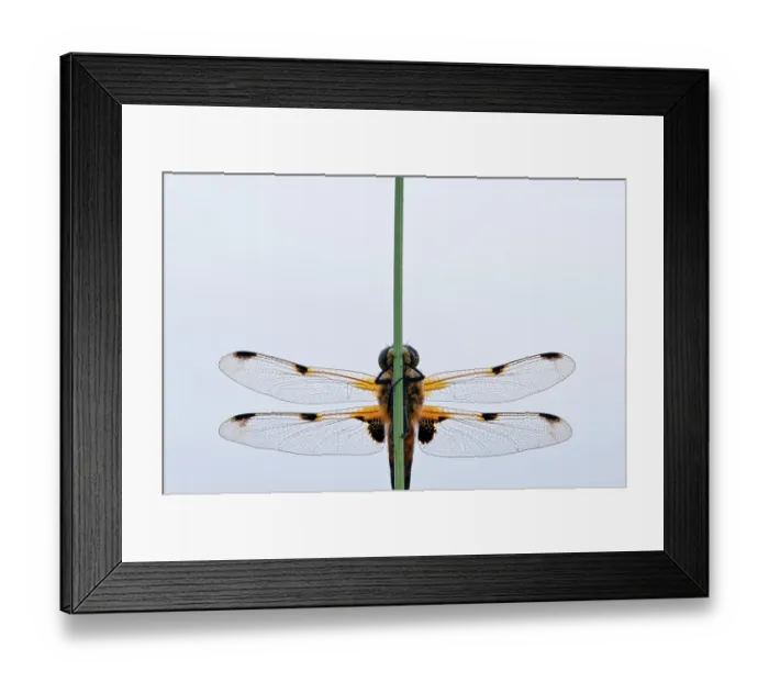 Framed Print : Four-spotted chaser {Libellula quadrimaculata} dragonfly, portrait, Shapwick Nature Reserve, Somerset Levels, UK, June