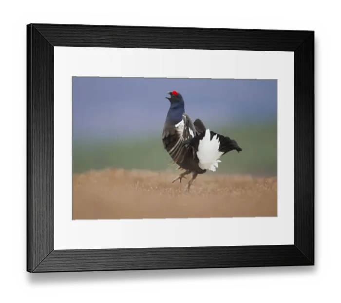 Framed Print : Black grouse (Tetrao tetrix) male displaying at lek, Cairngorms National Park, Grampian Framed Print : Black grouse (Tetrao tetrix) male displaying at lek, Cairngorms National Park, Grampian
