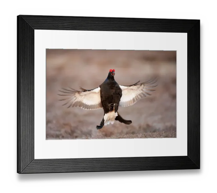 Framed Print : Black grouse (Tetrao tetrix) males displaying flutter jump at lek, Cairngorms NP Framed Print : Black grouse (Tetrao tetrix) males displaying flutter jump at lek, Cairngorms NP